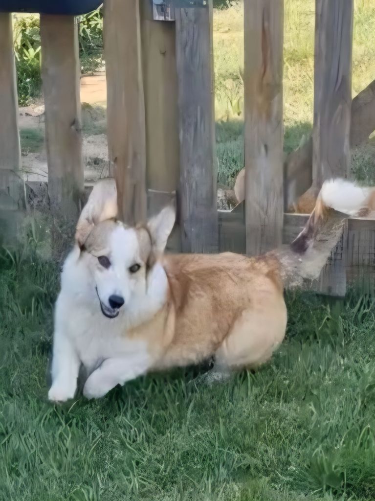 Dare to dream forest paws