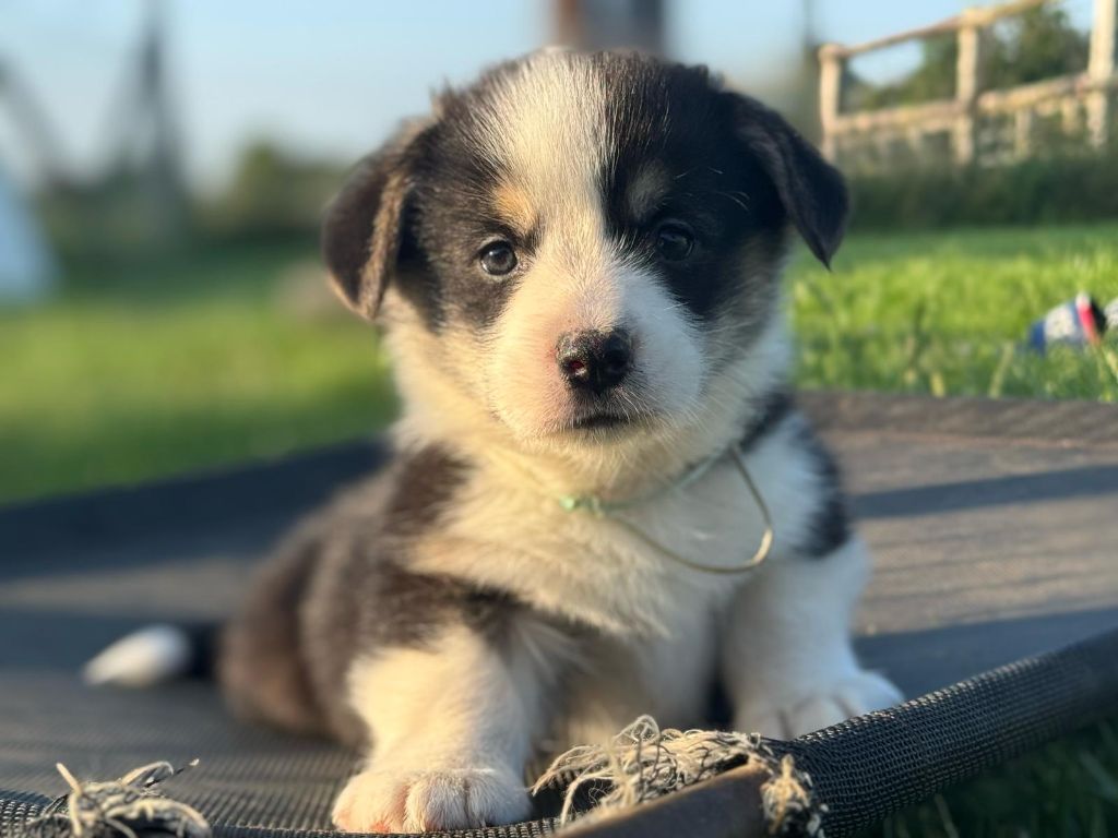 Wonders of the World - Chiots disponibles - Welsh Corgi Pembroke