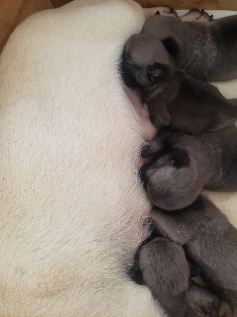 Wonders of the World - Carlin - Portée née le 29/07/2023