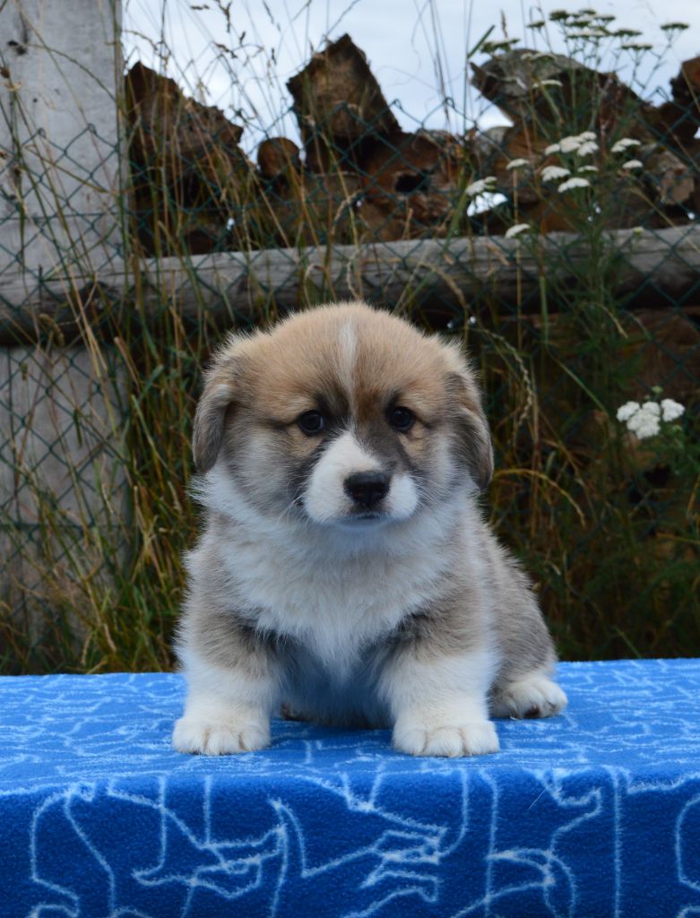 Wonders of the World - Welsh Corgi Pembroke - Portée née le 01/06/2023