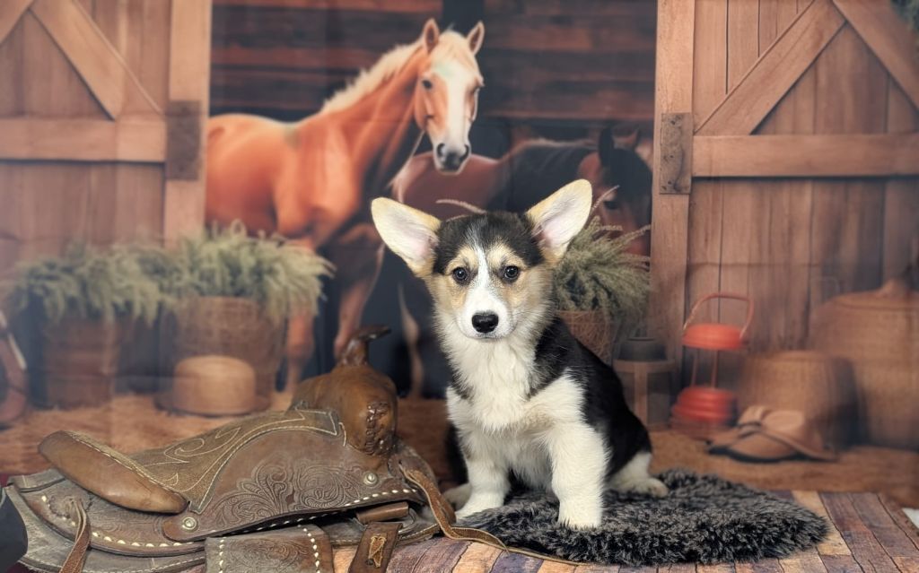 Wonders of the World - Chiots disponibles - Welsh Corgi Pembroke