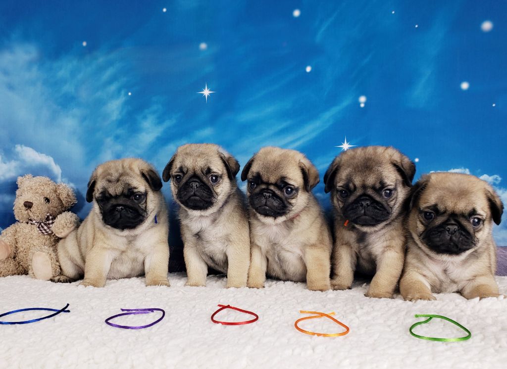 Wonders of the World - Carlin - Portée née le 17/10/2022