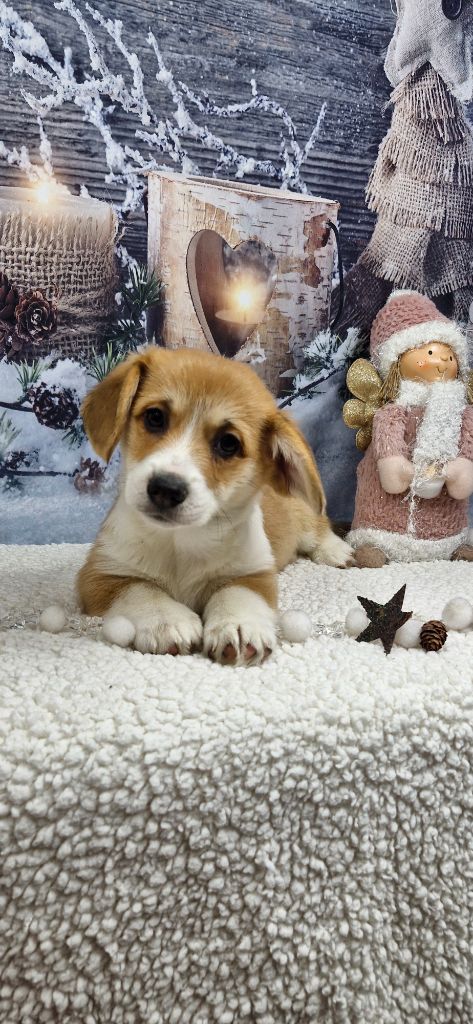 Wonders of the World - Chiots disponibles - Welsh Corgi Pembroke