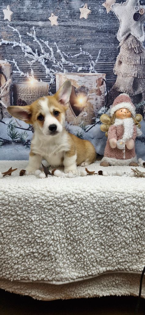 Wonders of the World - Chiots disponibles - Welsh Corgi Pembroke