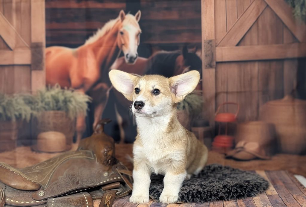 Wonders of the World - Chiots disponibles - Welsh Corgi Pembroke