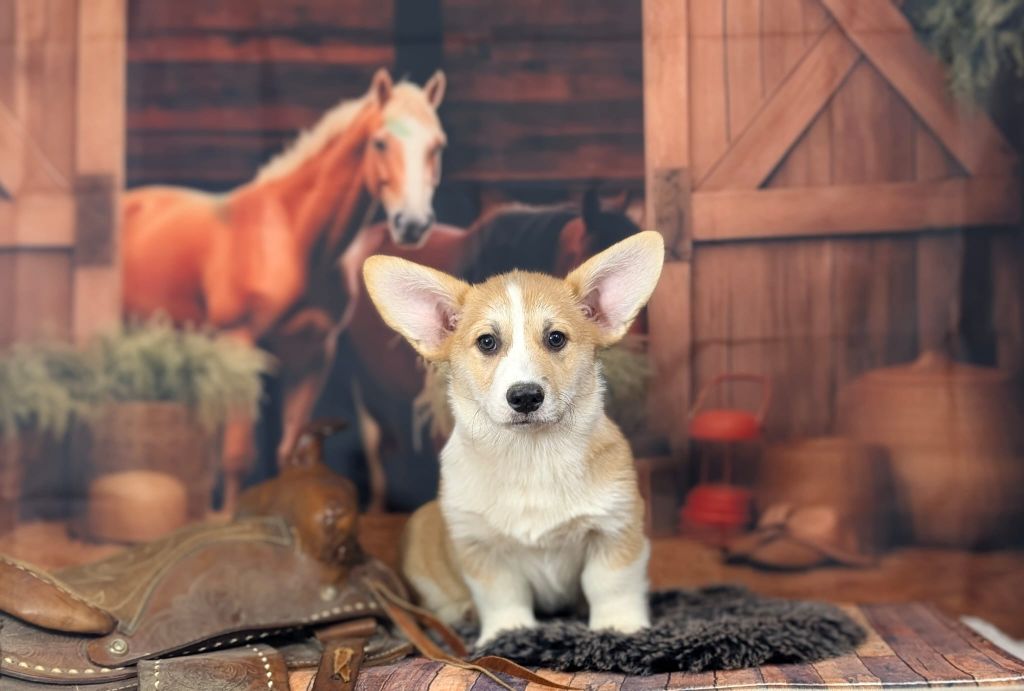 Wonders of the World - Chiots disponibles - Welsh Corgi Pembroke