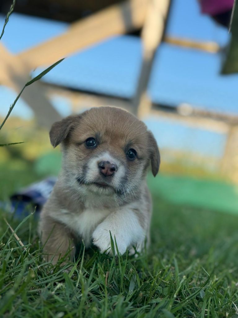 Wonders of the World - Chiots disponibles - Welsh Corgi Pembroke