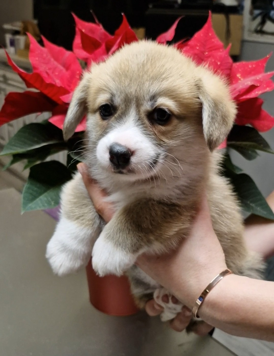 Wonders of the World - Chiots disponibles - Welsh Corgi Pembroke