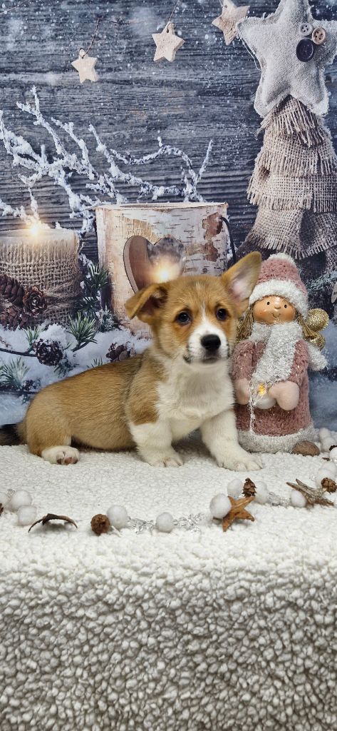 Wonders of the World - Chiots disponibles - Welsh Corgi Pembroke