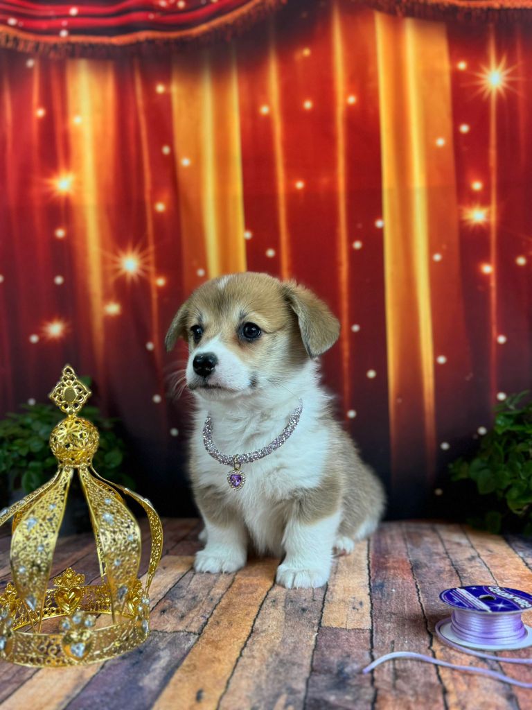 Wonders of the World - Chiots disponibles - Welsh Corgi Pembroke
