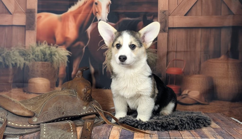 Wonders of the World - Chiots disponibles - Welsh Corgi Pembroke