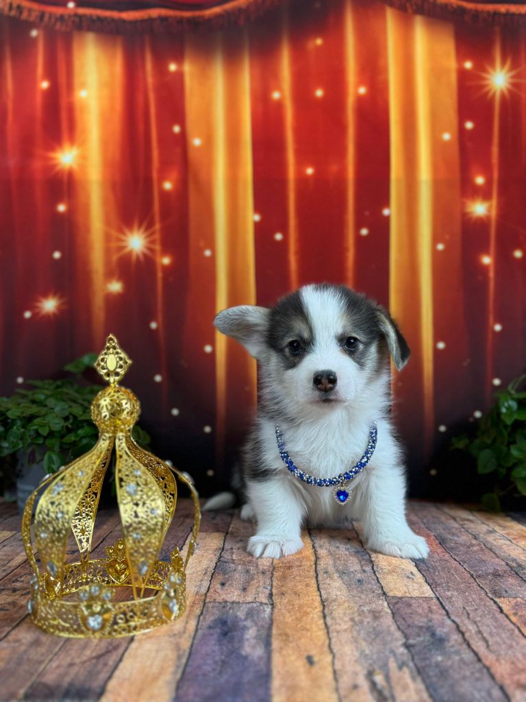 Wonders of the World - Chiots disponibles - Welsh Corgi Pembroke