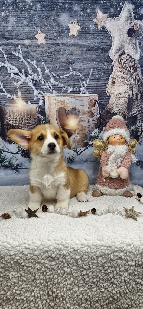 Wonders of the World - Chiots disponibles - Welsh Corgi Pembroke