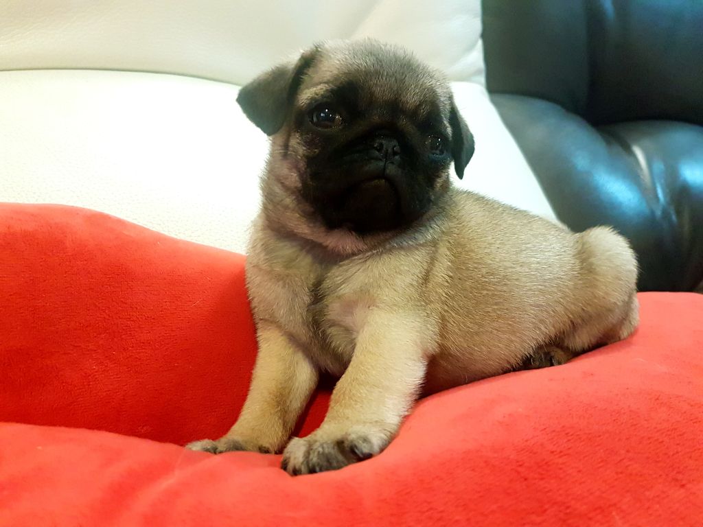 Wonders of the World - Carlin - Portée née le 22/07/2019