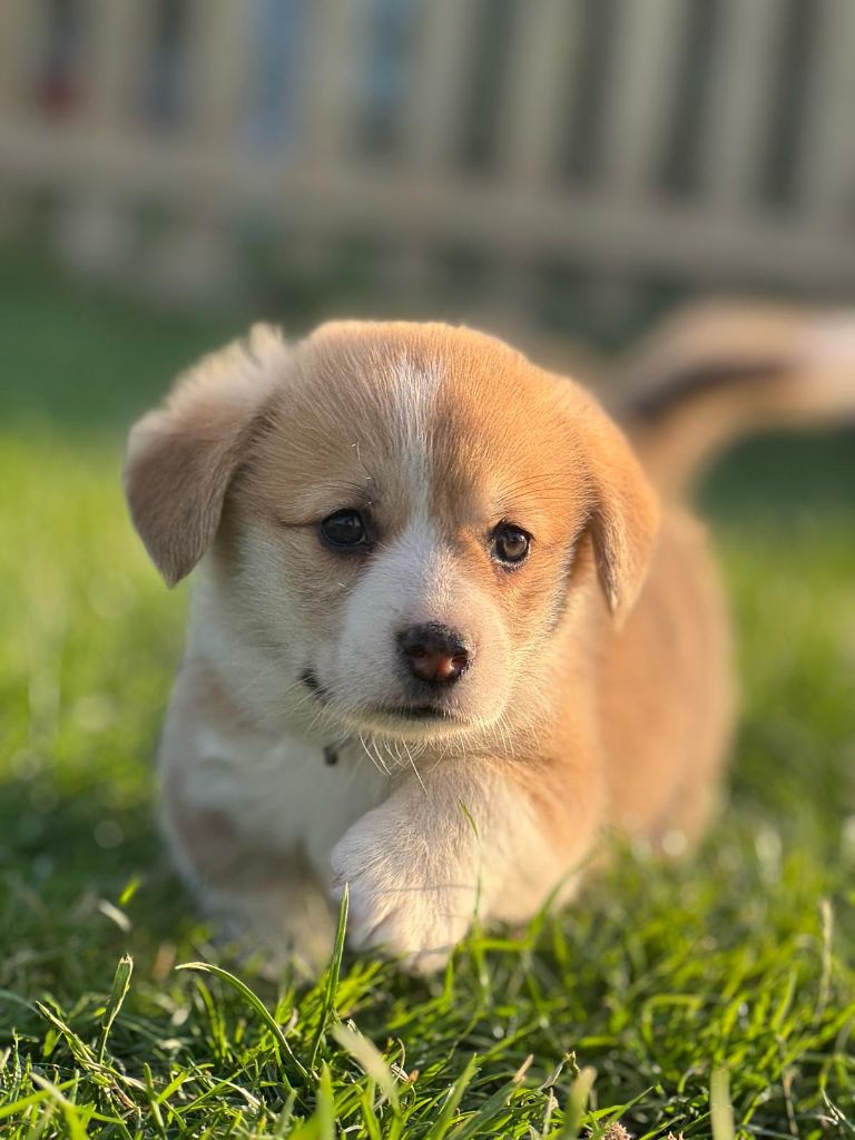 Wonders of the World - Chiots disponibles - Welsh Corgi Pembroke