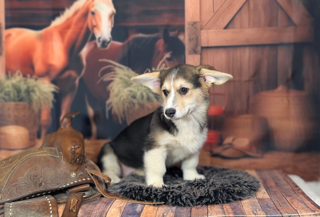 Wonders of the World - Chiots disponibles - Welsh Corgi Pembroke