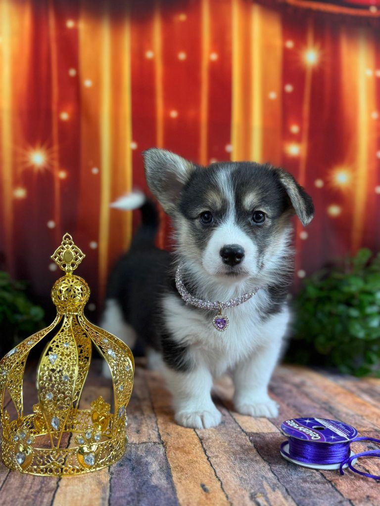 Wonders of the World - Chiots disponibles - Welsh Corgi Pembroke