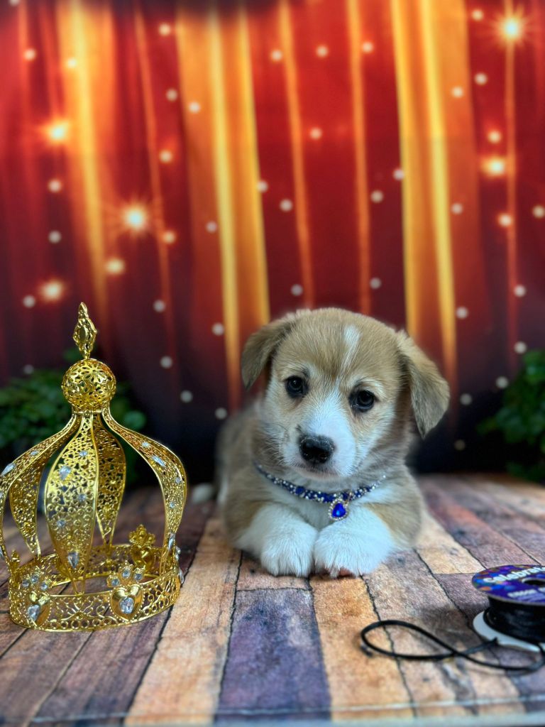 Wonders of the World - Chiots disponibles - Welsh Corgi Pembroke