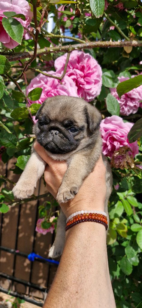 Wonders of the World - Chiots disponibles - Carlin
