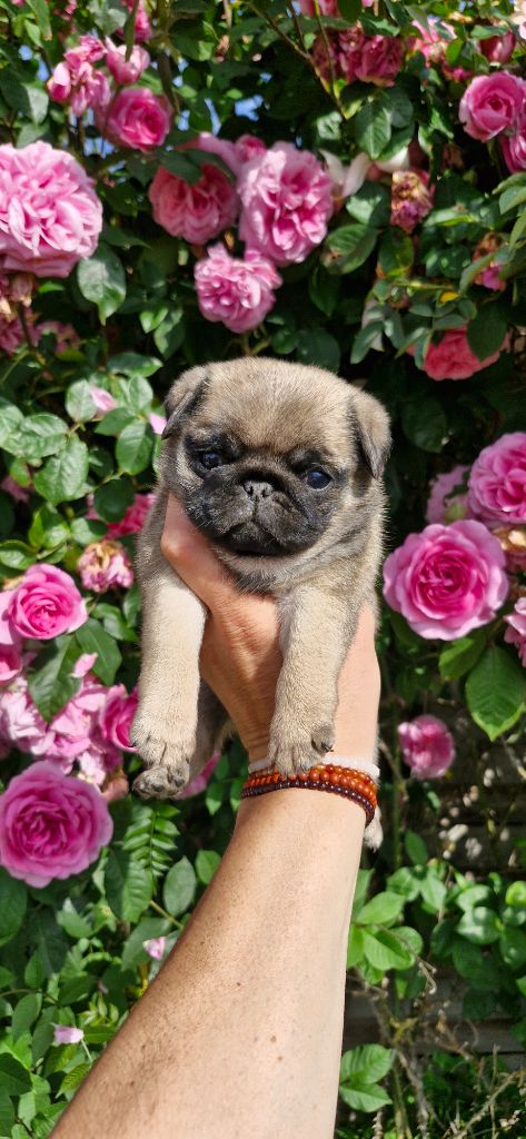 Wonders of the World - Chiots disponibles - Carlin