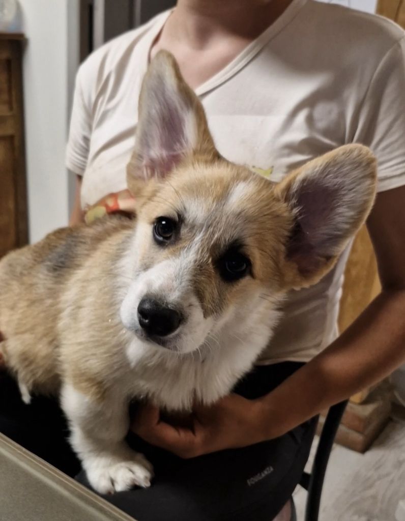 Wonders of the World - Chiots disponibles - Welsh Corgi Pembroke