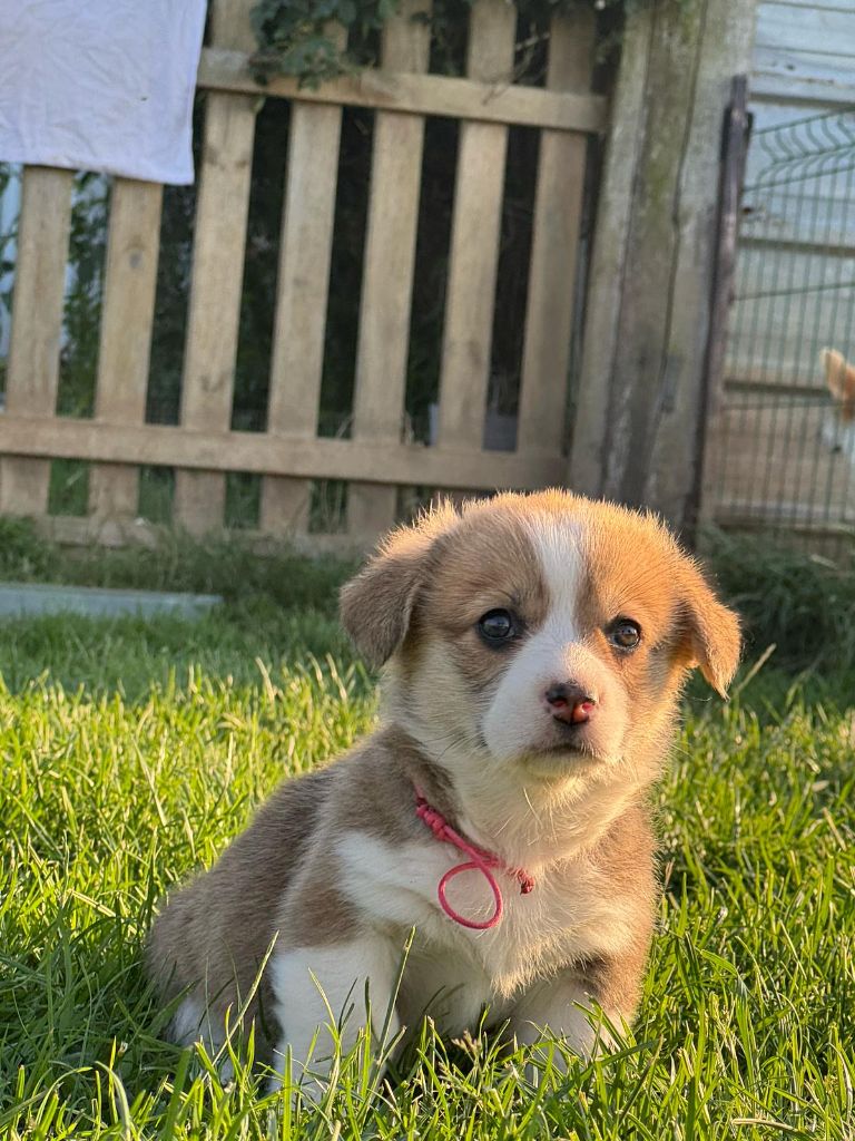 Wonders of the World - Chiots disponibles - Welsh Corgi Pembroke