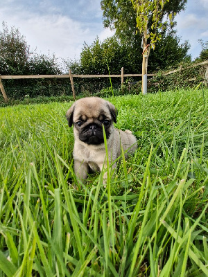 Van damme ( collier violet )