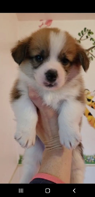 VIP tommy born to be star 