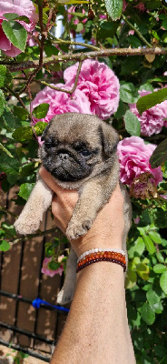 CHIOT 1