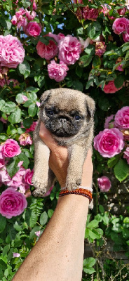 CHIOT 2