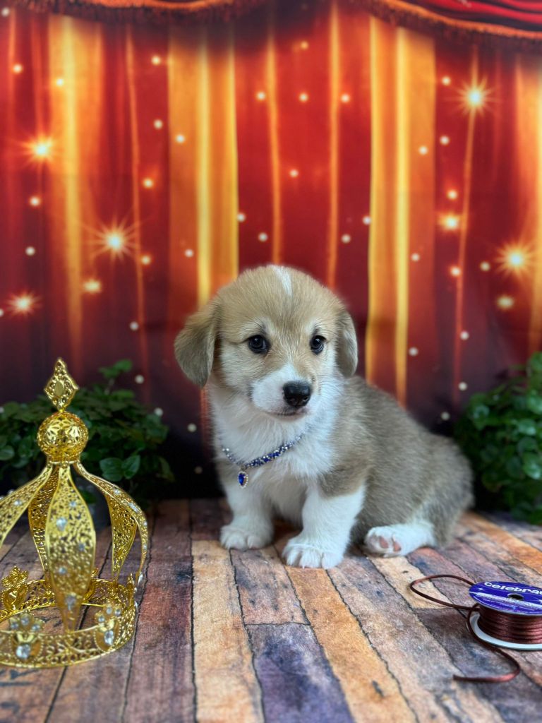 Wonders of the World - Chiots disponibles - Welsh Corgi Pembroke