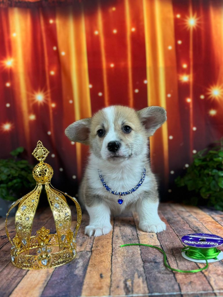 Wonders of the World - Chiots disponibles - Welsh Corgi Pembroke