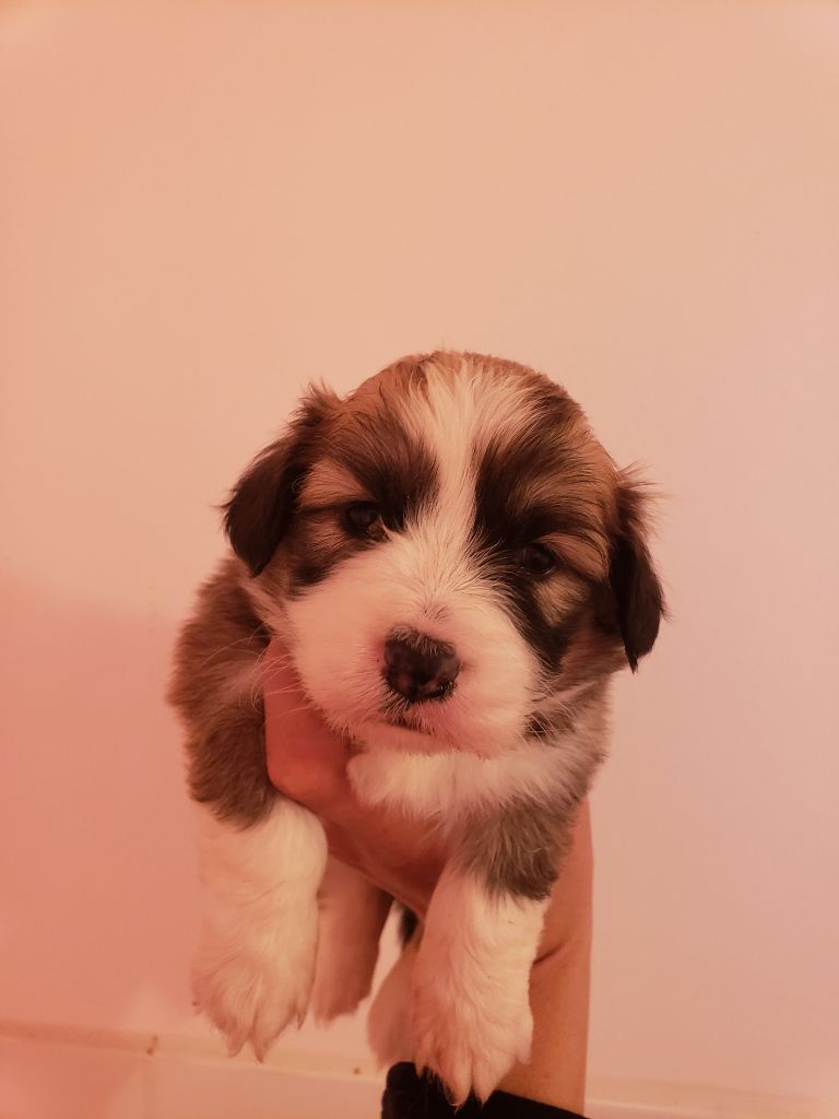 Wonders of the World - Welsh Corgi Pembroke - Portée née le 24/08/2022