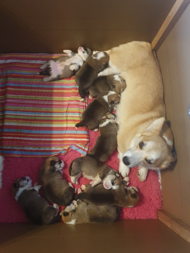 Wonders of the World - Welsh Corgi Pembroke - Portée née le 22/12/2020