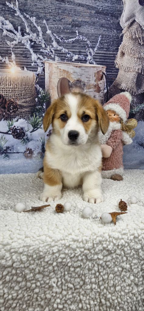 Wonders of the World - Chiots disponibles - Welsh Corgi Pembroke