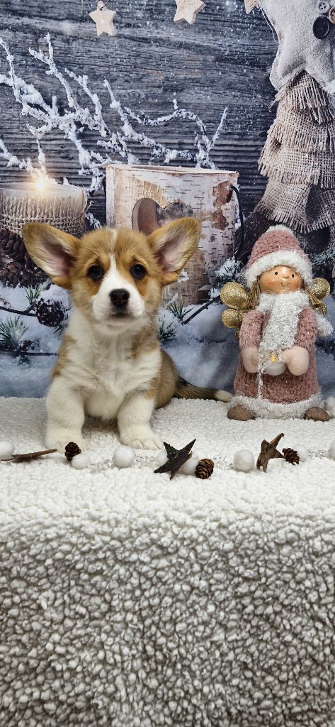 Wonders of the World - Chiots disponibles - Welsh Corgi Pembroke