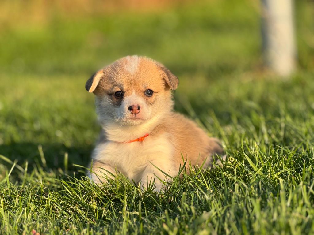 Wonders of the World - Chiots disponibles - Welsh Corgi Pembroke
