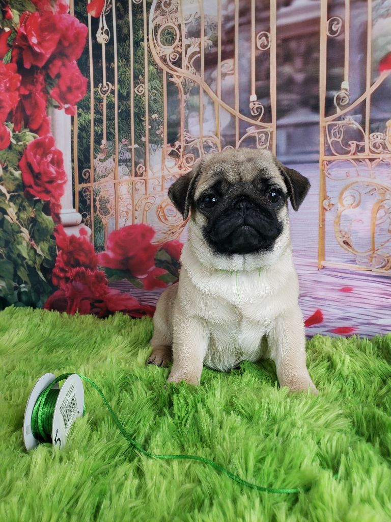 Wonders of the World - Carlin - Portée née le 11/01/2024