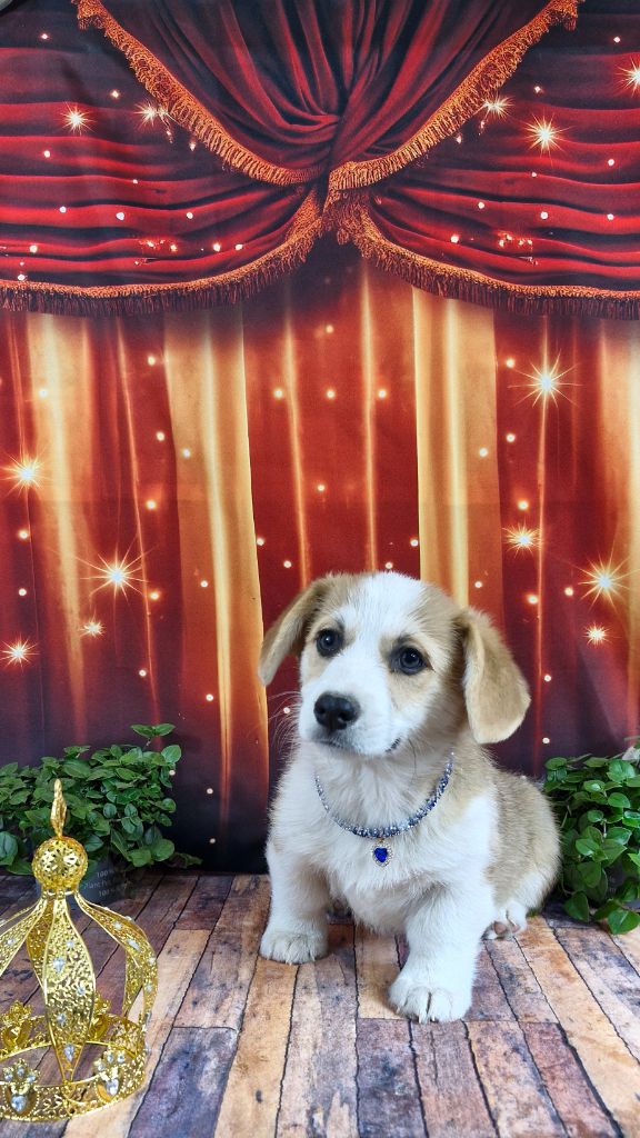 Wonders of the World - Welsh Corgi Pembroke - Portée née le 15/07/2025