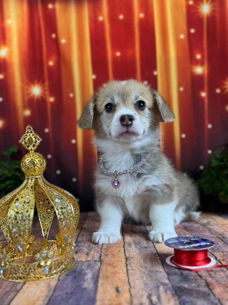 Wonders of the World - Chiots disponibles - Welsh Corgi Pembroke