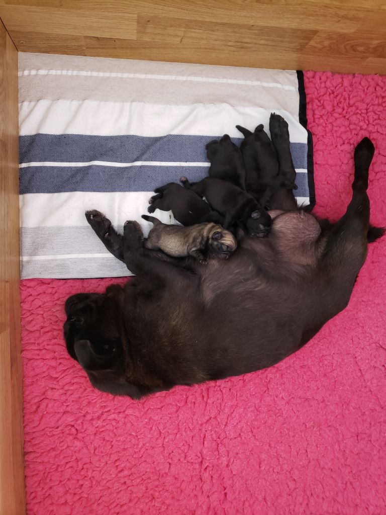 Wonders of the World - Carlin - Portée née le 22/09/2023