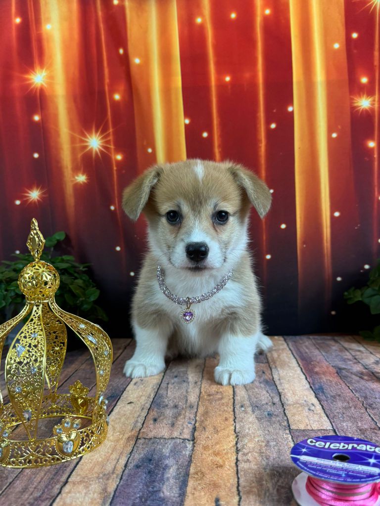 Wonders of the World - Chiots disponibles - Welsh Corgi Pembroke