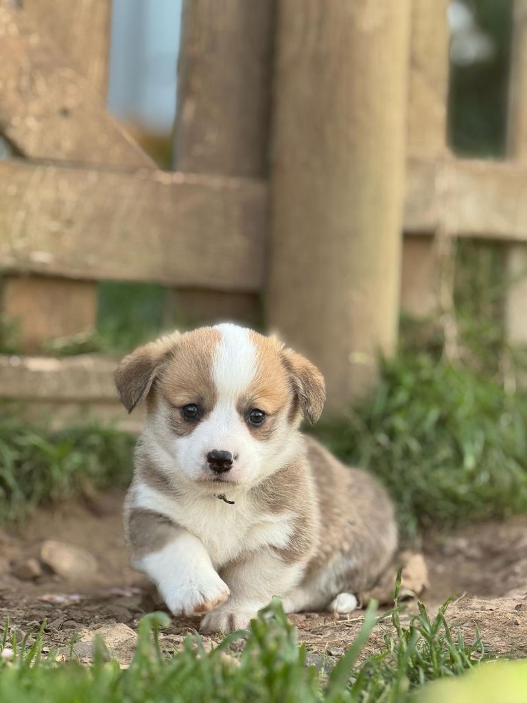Wonders of the World - Chiots disponibles - Welsh Corgi Pembroke